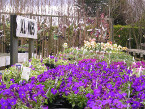 Alpines