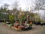 Ornamental trees - large selection