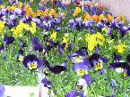 Pansies