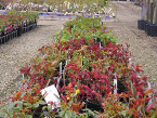 Roses - Bush, Patio, Climbing and Rambling