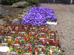 Violas