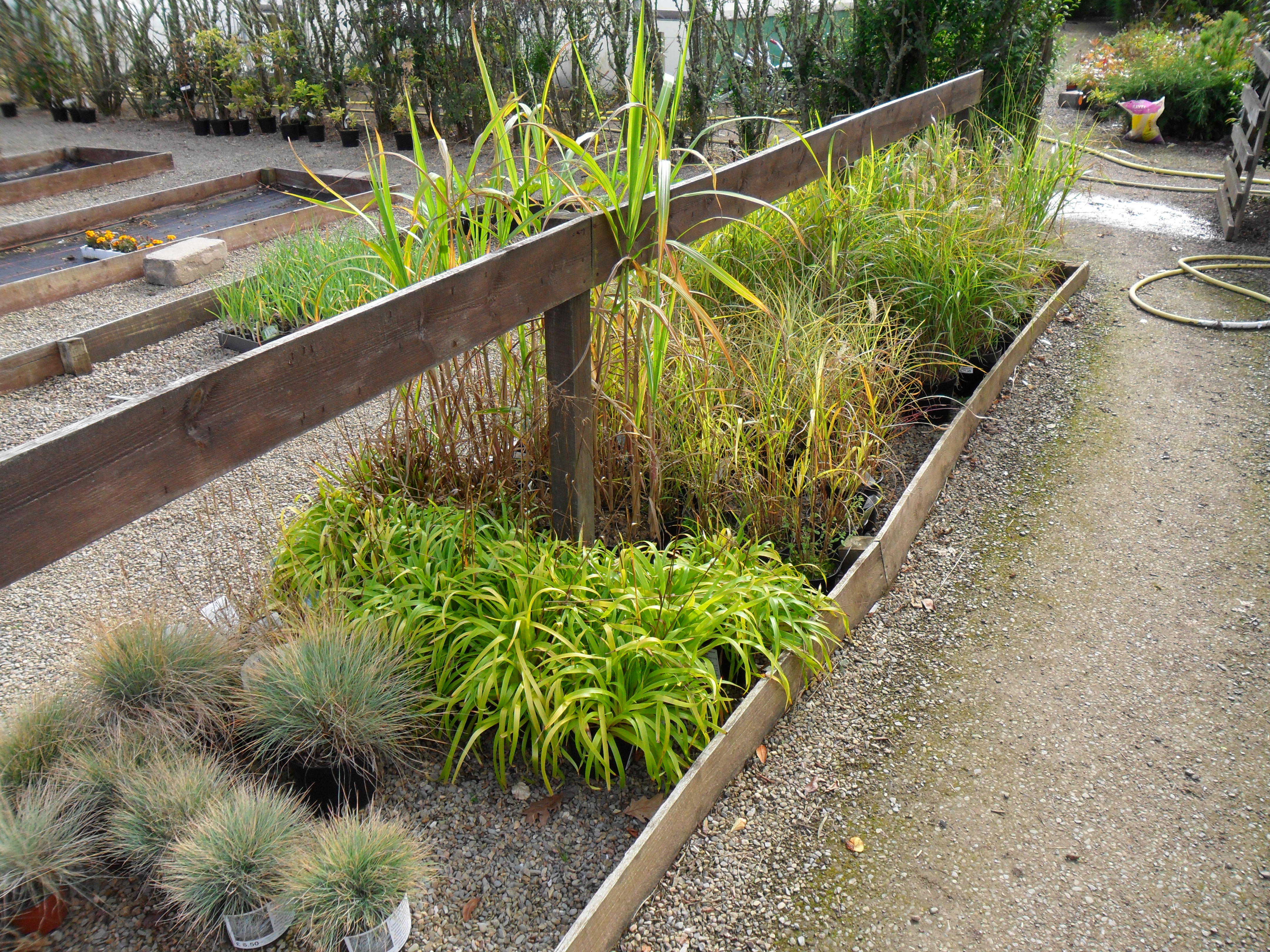 Grasses at Kirkdale Nursery