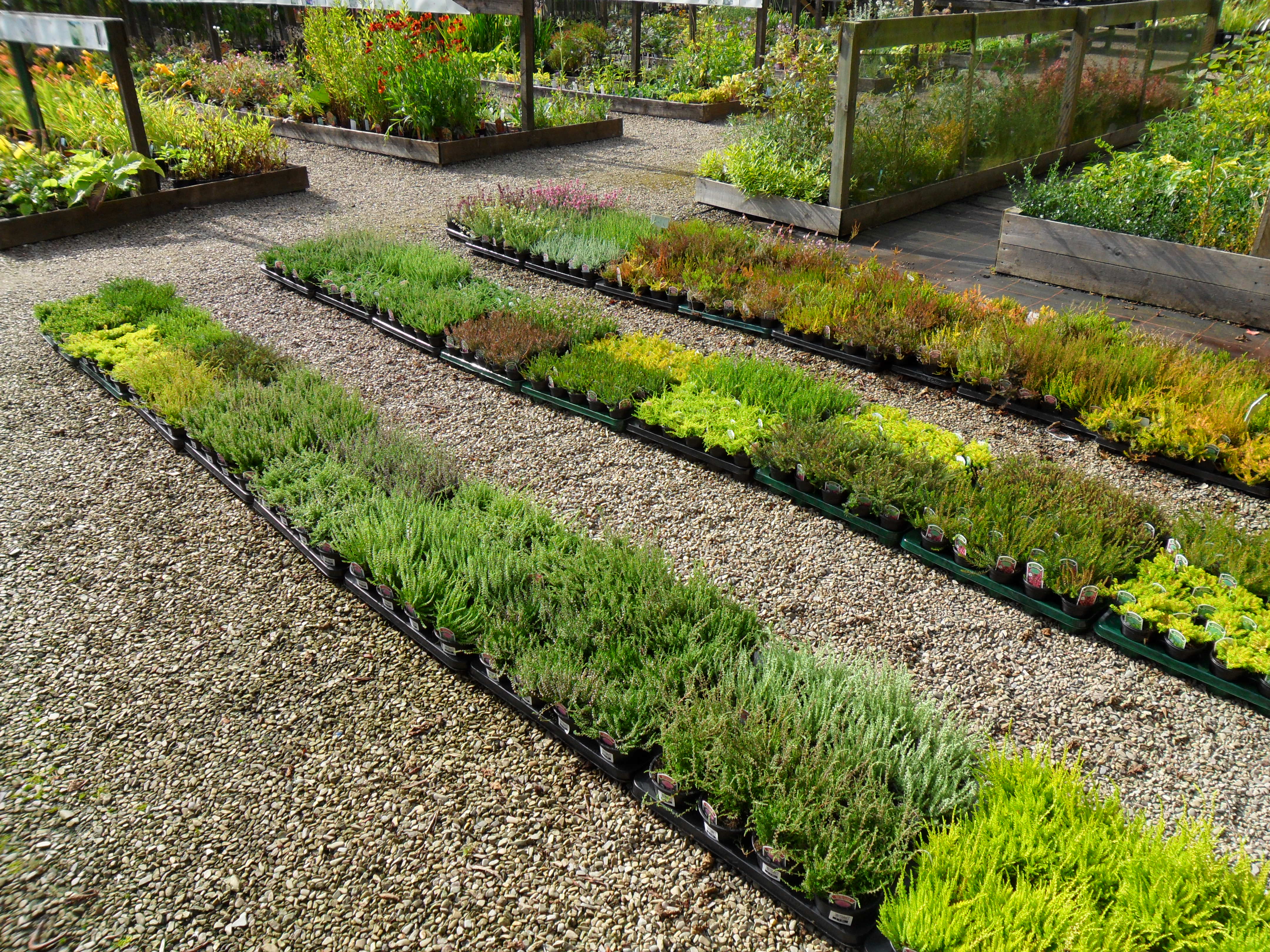 Heathers at Kirkdale Nursery